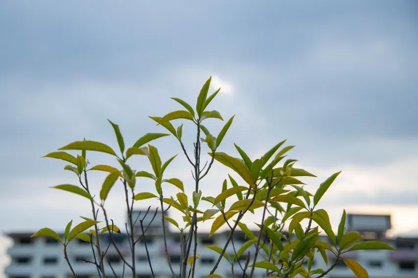 Among the Asean nations that have set net-zero goals, Singapore and Vietnam have made the most progress in reducing greenhouse gas emissions over the past year.